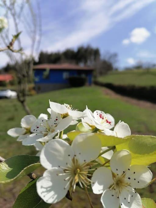 La Casa Azul De Lua Un Lugar Magico Villa Juncedo Екстериор снимка